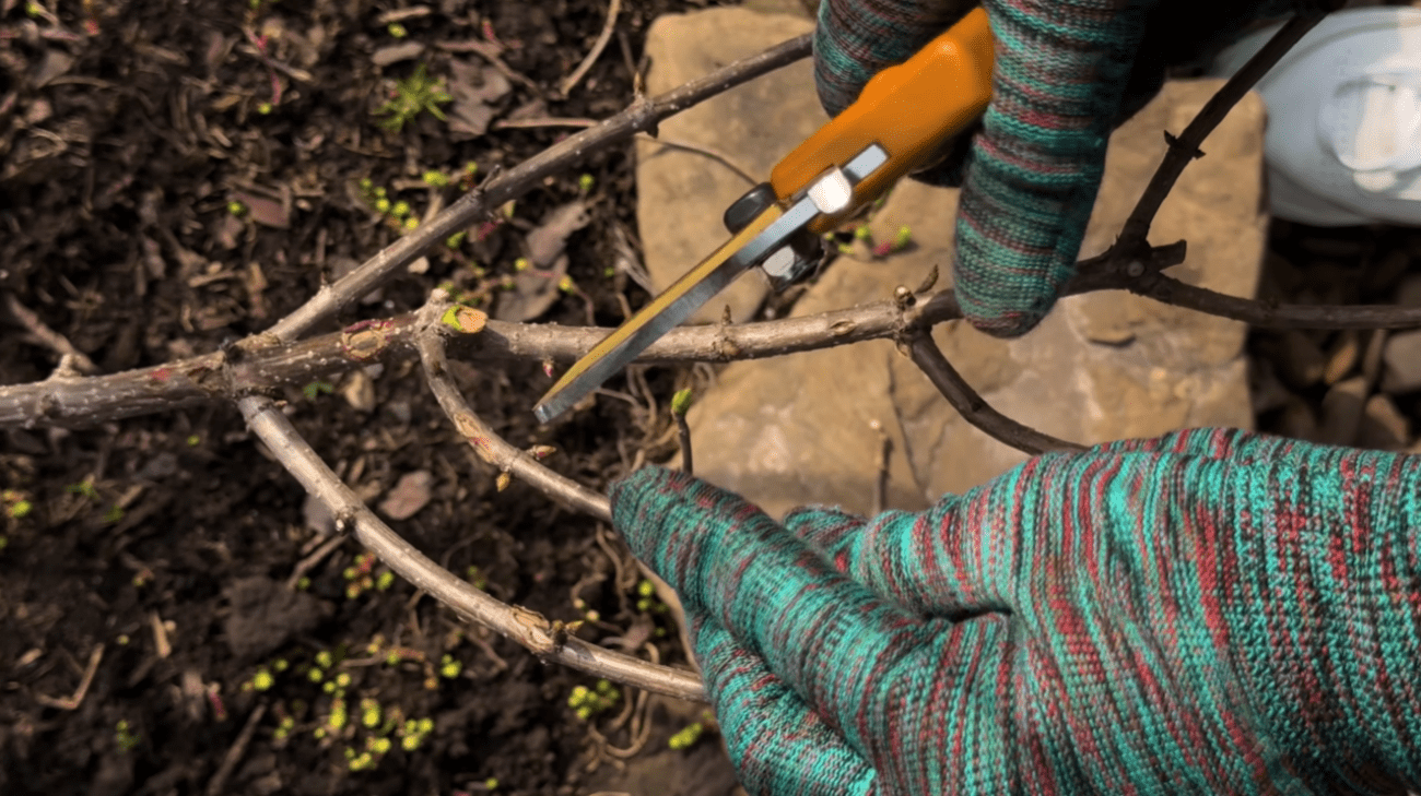 Весняний догляд за гортензією - обрізка і підживлення для пишного цвітіння Фото: YouTube Корисні Корисності