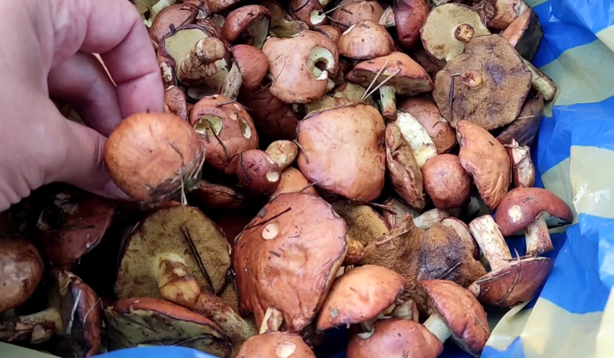 Кулінарки розповіли, як правильно приготувати молоді лісові гриби Фото: YouTube Vitae Viktoria Krivonos