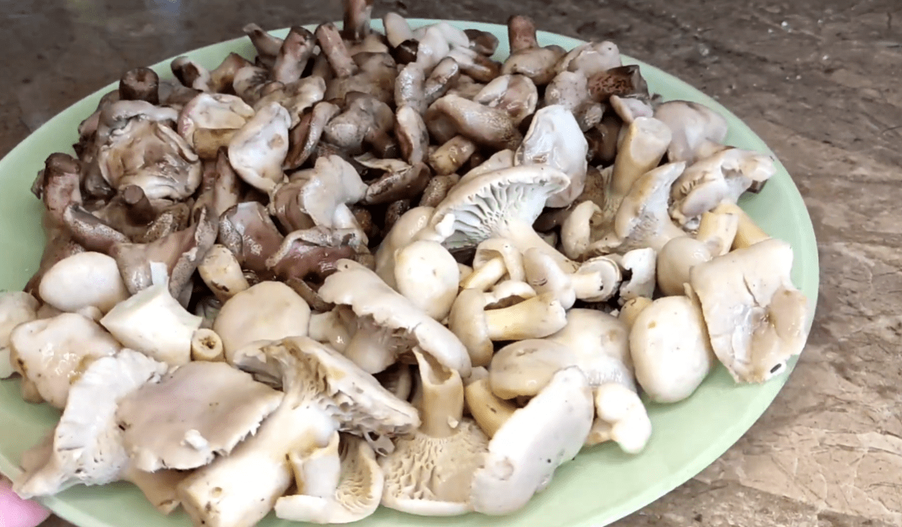 Кулінарки розповіли, як правильно приготувати молоді лісові гриби Фото: YouTube Vitae Viktoria Krivonos