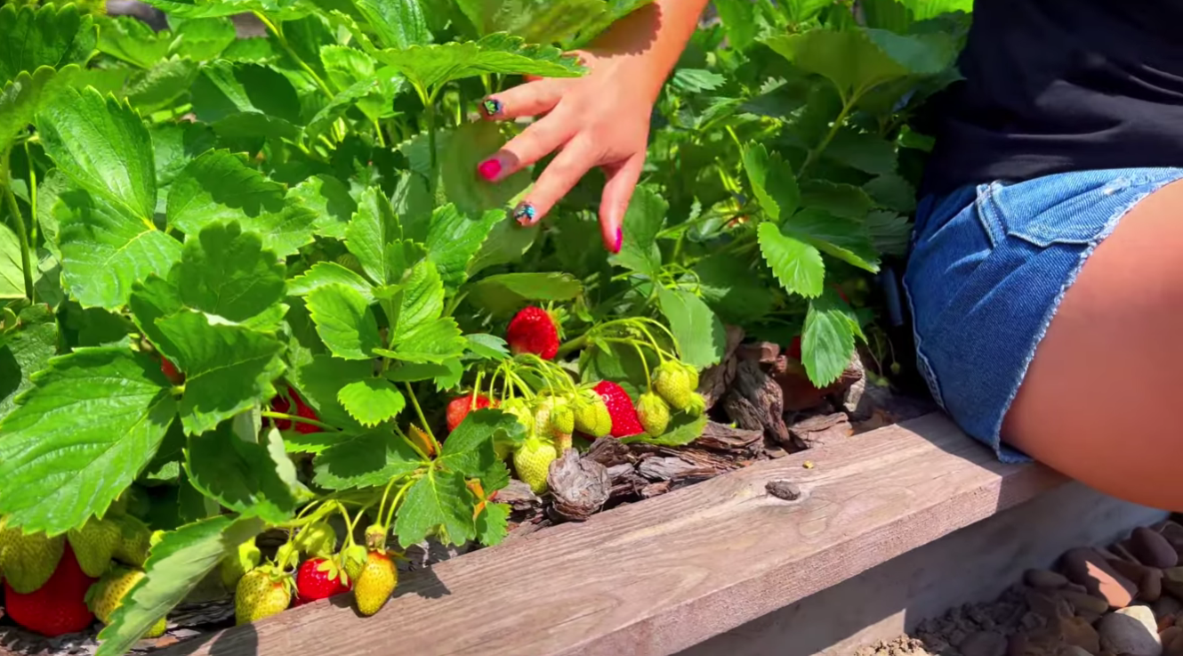 Садівники розповіли, як зробити смак полуниці солодшим Фото: Ютуб-канал 