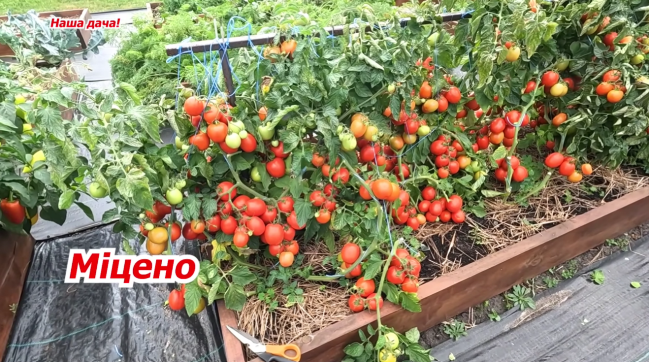 Дачники назвали найкращі сорти низькорослих томатів для усіх регіонів України Фото: YouTube Наша дача!