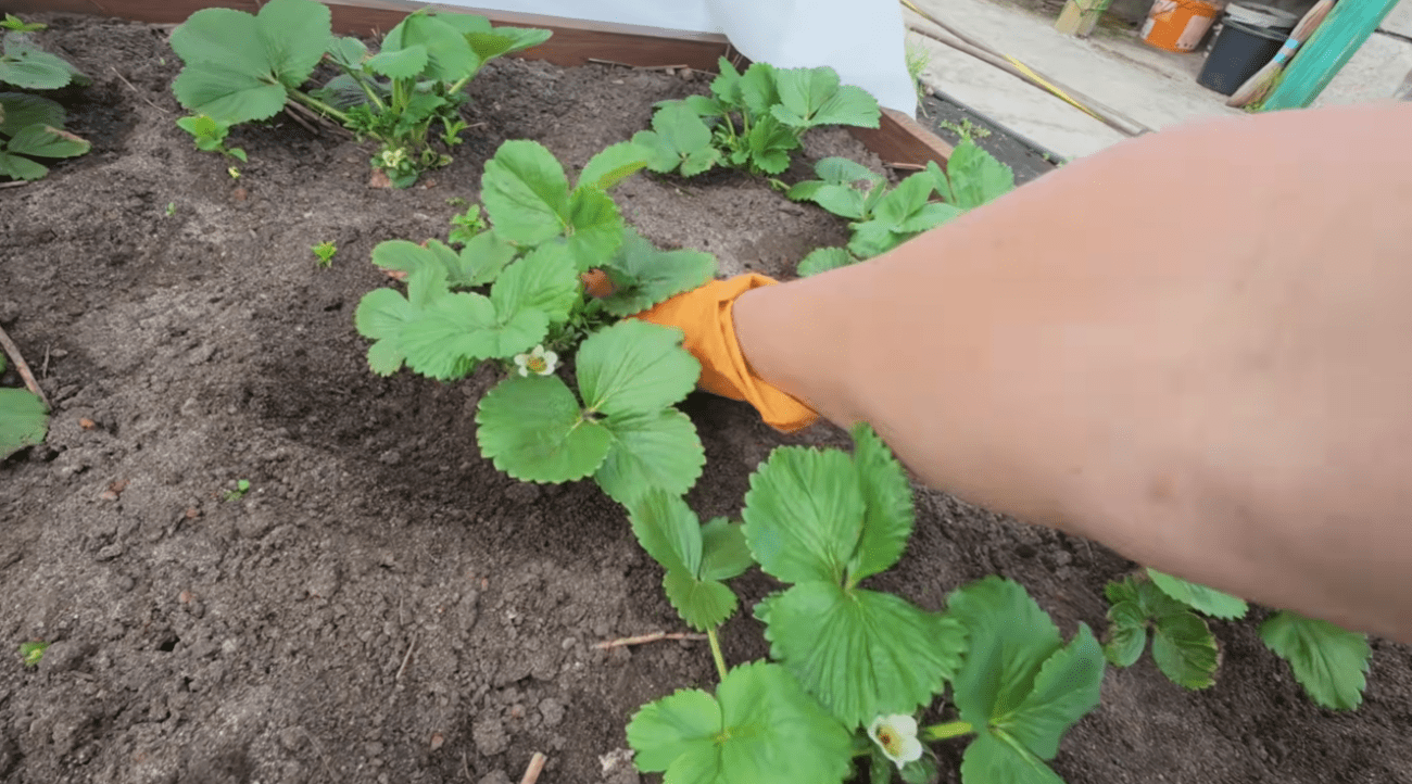 Садівники назвали 5 помилок, які навесні не пробачає полуниця Фото: YouTube Наша дача!