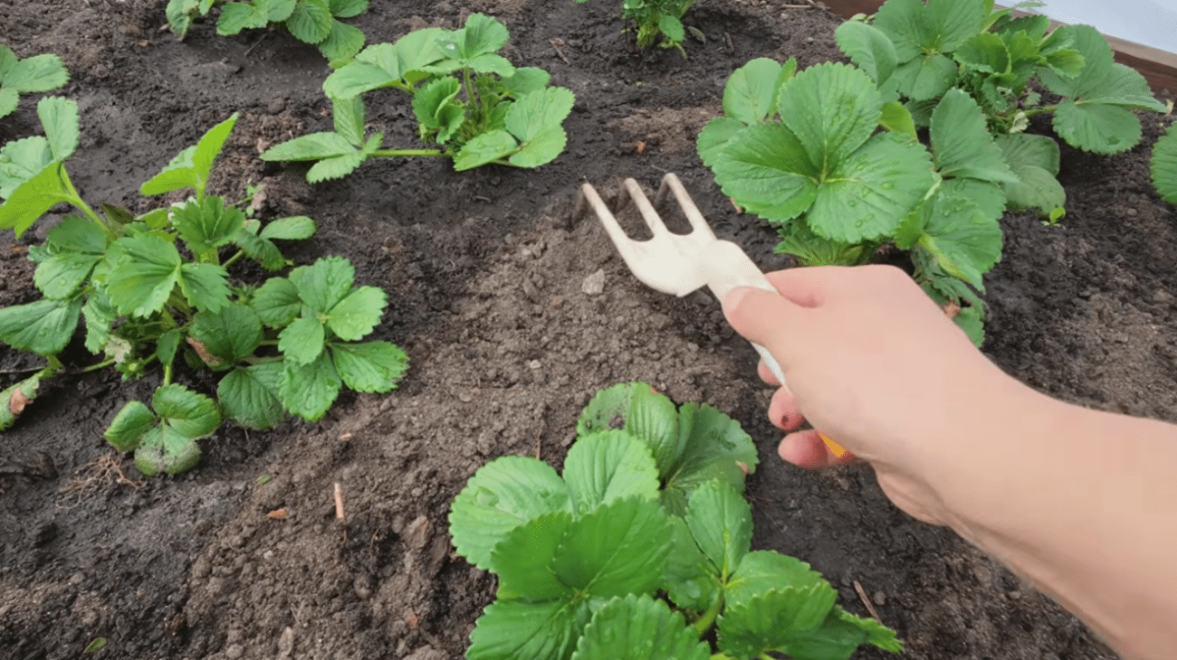 Садівники назвали 5 помилок, які навесні не пробачає полуниця Фото: YouTube Наша дача!