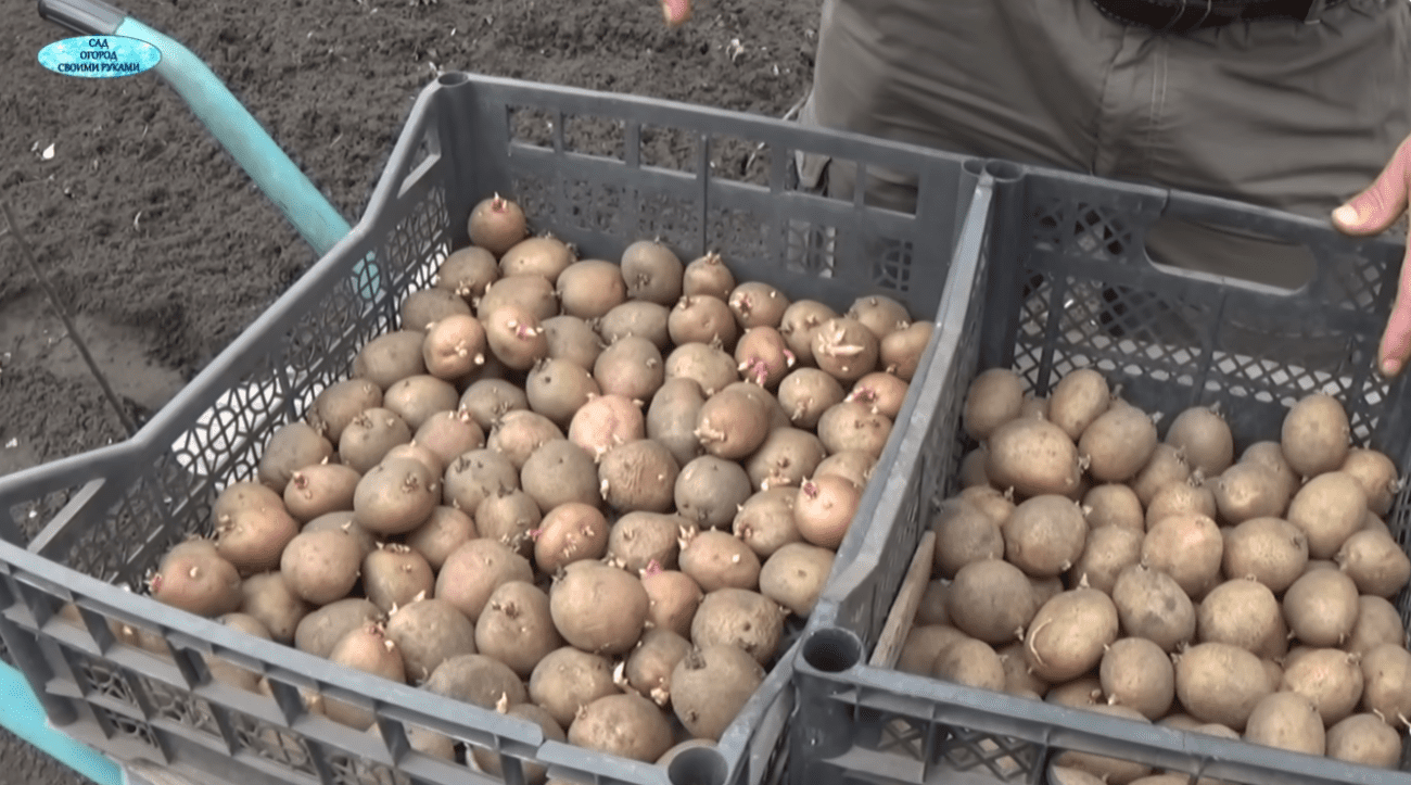 Городники розповіли, що потрібно зробити зараз для рекордного врожаю картоплі Фото: YouTube САД, ГОРОД, СВОЇМИ РУКАМИ
