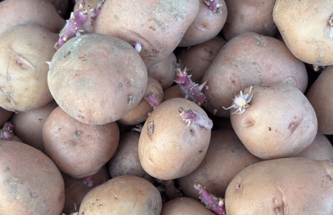 Городники назвали вдалі дати у квітні для посадки картоплі. Фото: Сенсація 