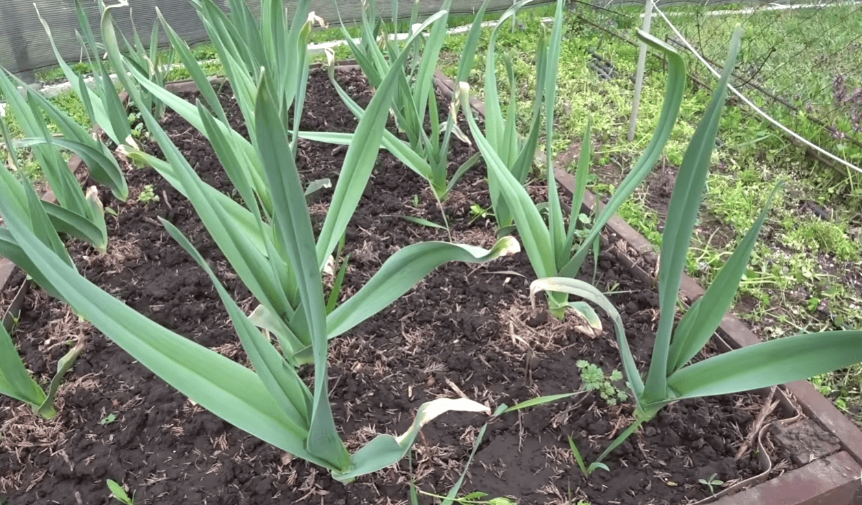 Городники порадили засіб від пожовтіння часника навесні Фото: YouTube Дача агронома