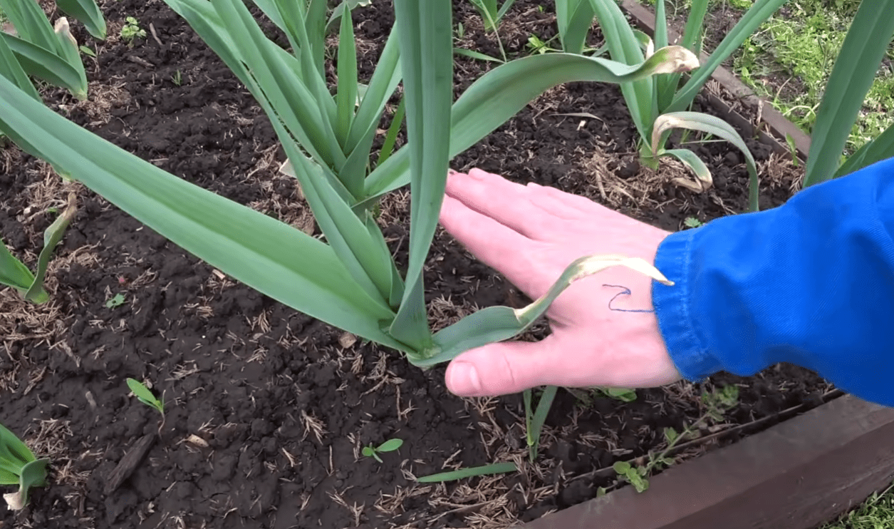 Городники порадили засіб від пожовтіння часника навесні Фото: YouTube Дача агронома