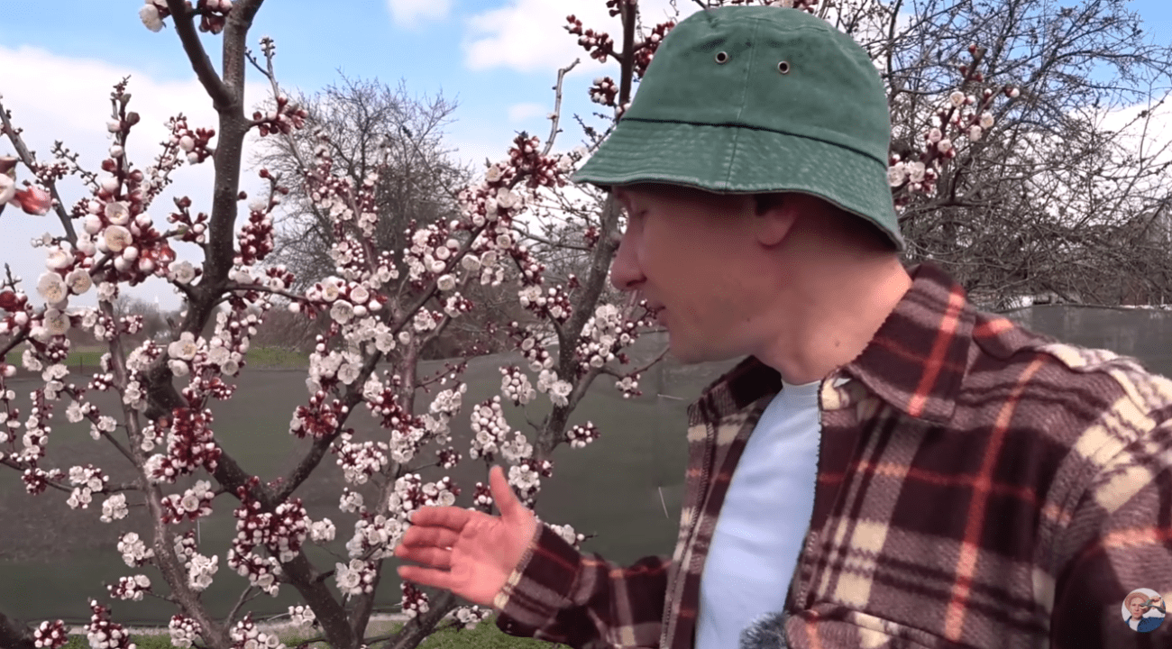Садівники розповіли, як обробляти абрикос у дощову погоду Фото: YouTube Ігор Критикує