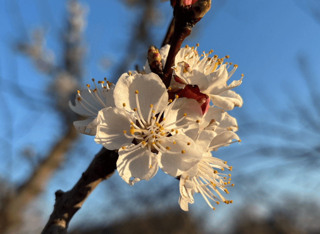 Садівники розповіли, як обробляти абрикос у дощову погоду Фото: YouTube Ігор Критикує