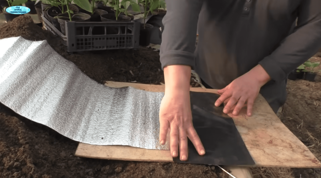 Садівники розповіли про дивний спосіб посадки перцю для супер-раннього врожаю Фото: YouTube САД, ГОРОД, СВОЇМИ РУКАМИ
