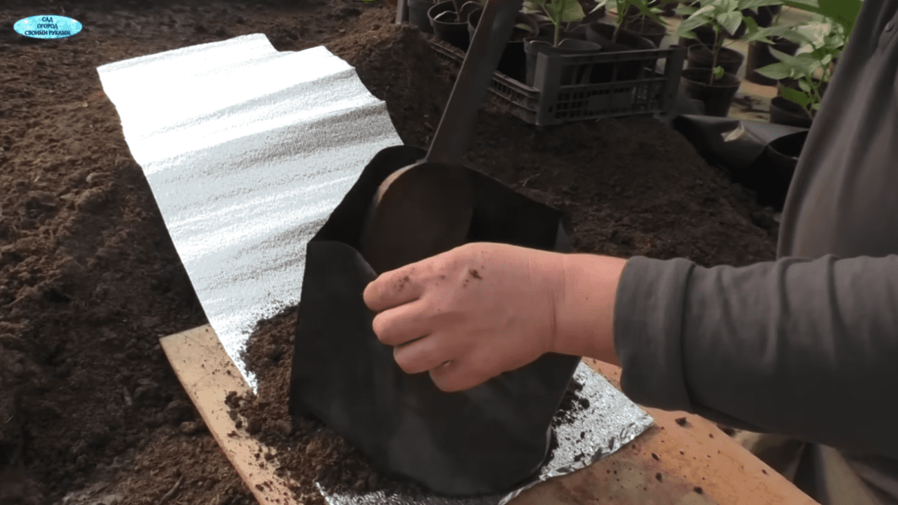 Садівники розповіли про дивний спосіб посадки перцю для супер-раннього врожаю Фото: YouTube САД, ГОРОД, СВОЇМИ РУКАМИ