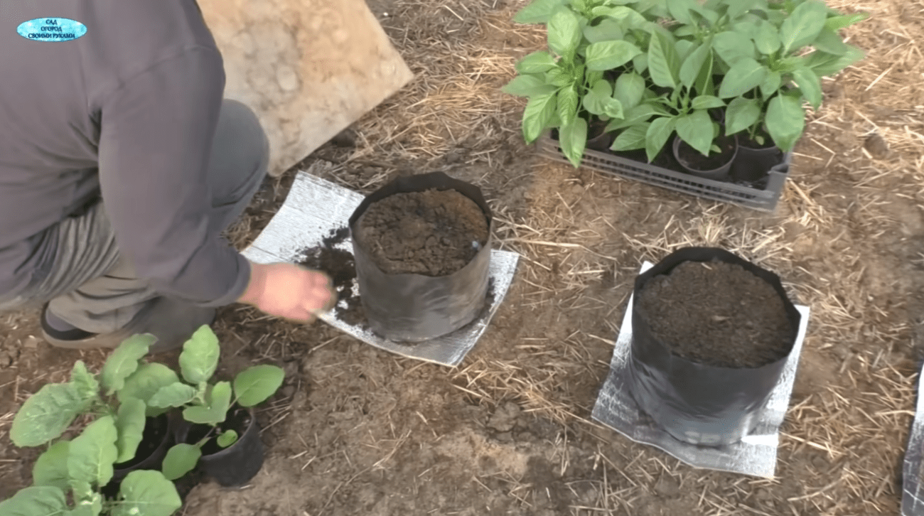 Садівники розповіли про дивний спосіб посадки перцю для супер-раннього врожаю Фото: YouTube САД, ГОРОД, СВОЇМИ РУКАМИ