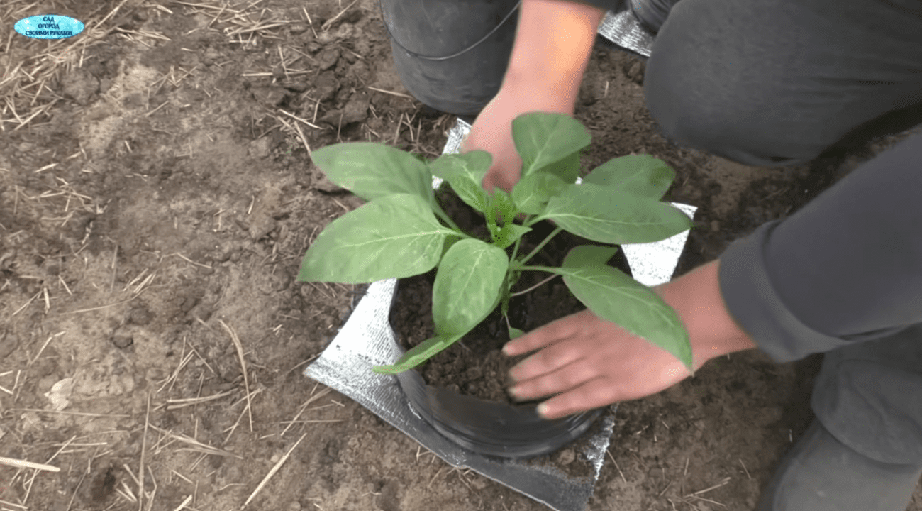 Садівники розповіли про дивний спосіб посадки перцю для супер-раннього врожаю Фото: YouTube САД, ГОРОД, СВОЇМИ РУКАМИ