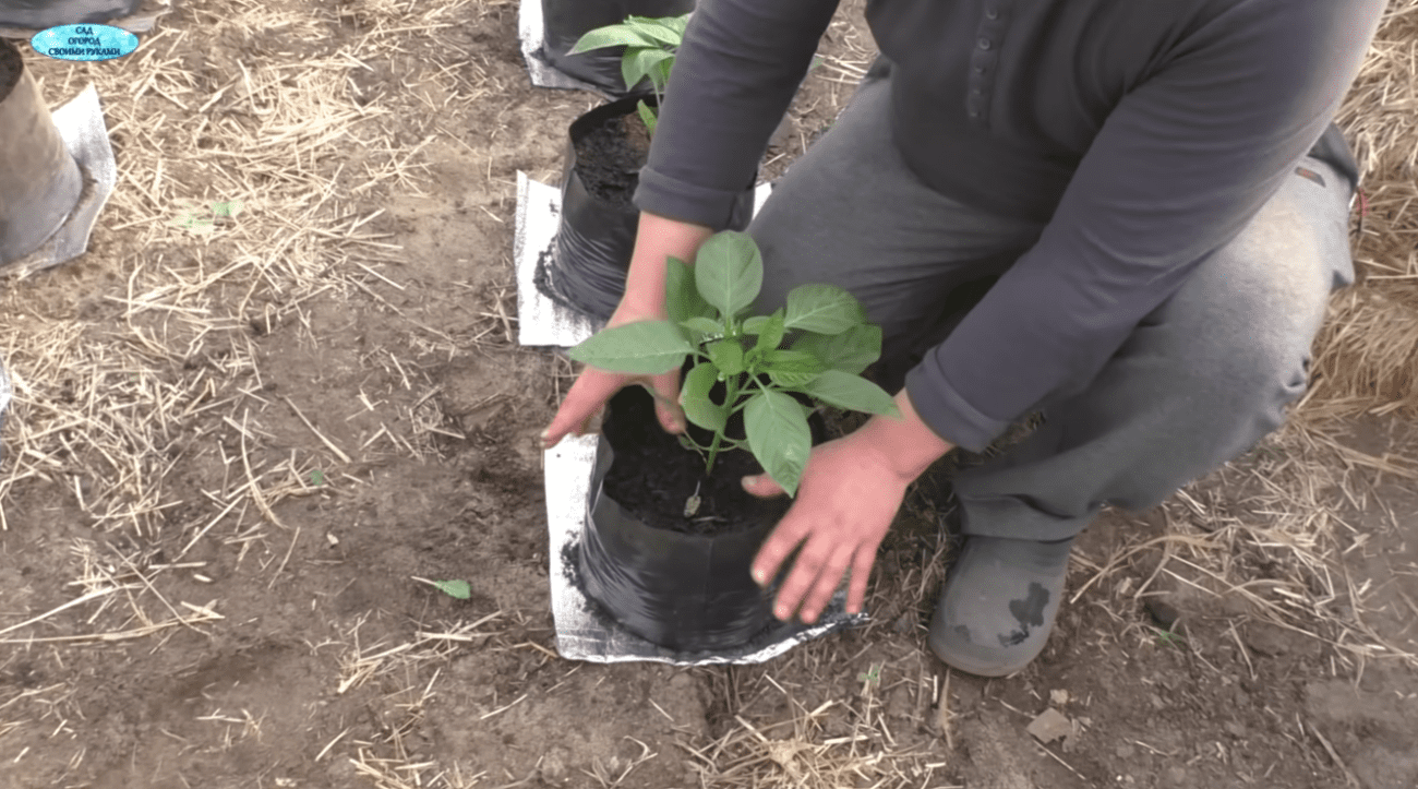 Садівники розповіли про дивний спосіб посадки перцю для супер-раннього врожаю Фото: YouTube САД, ГОРОД, СВОЇМИ РУКАМИ