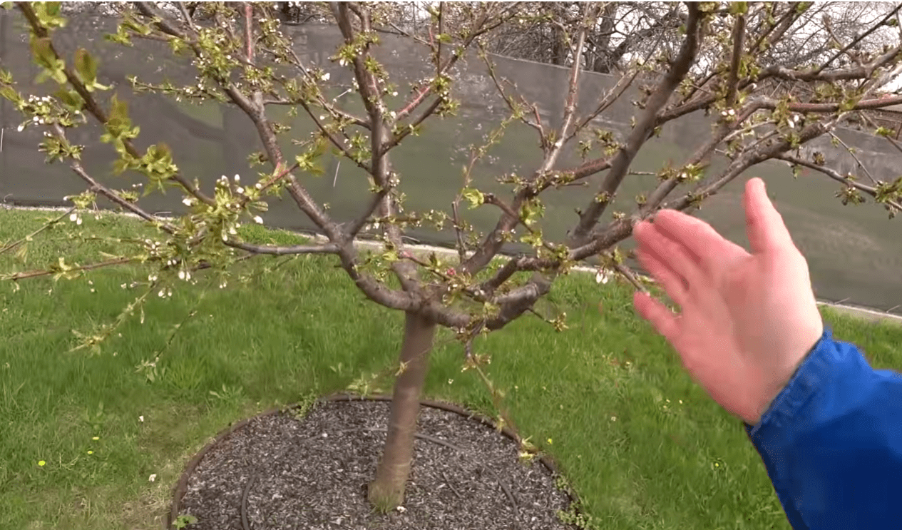 Садівник розповів, що додати до бакової суміші для саду при холодній весні Фото: Ютуб-канал Ігор Критикує