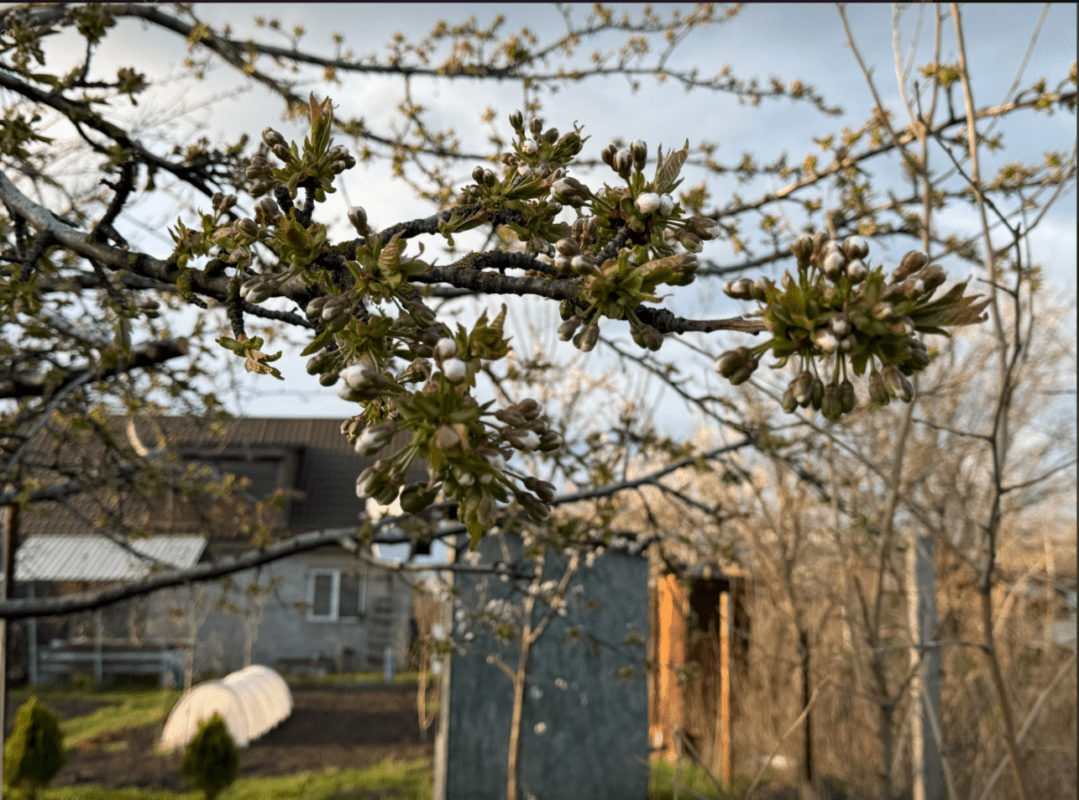 Садівник розповів, яке підживлення 100% працює по холодній землі Фото: Сенсація