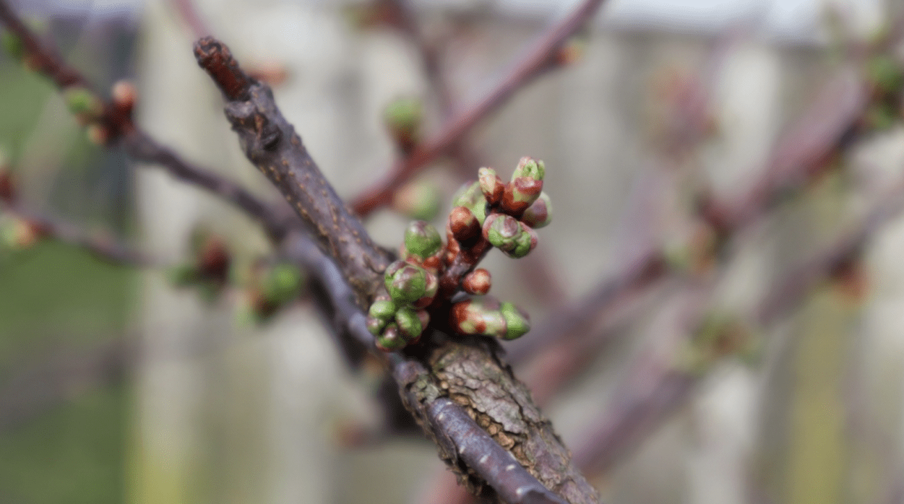 Садівники назвали найкраще весняне підживлення для потужного врожаю вишні Фото: Сенсація