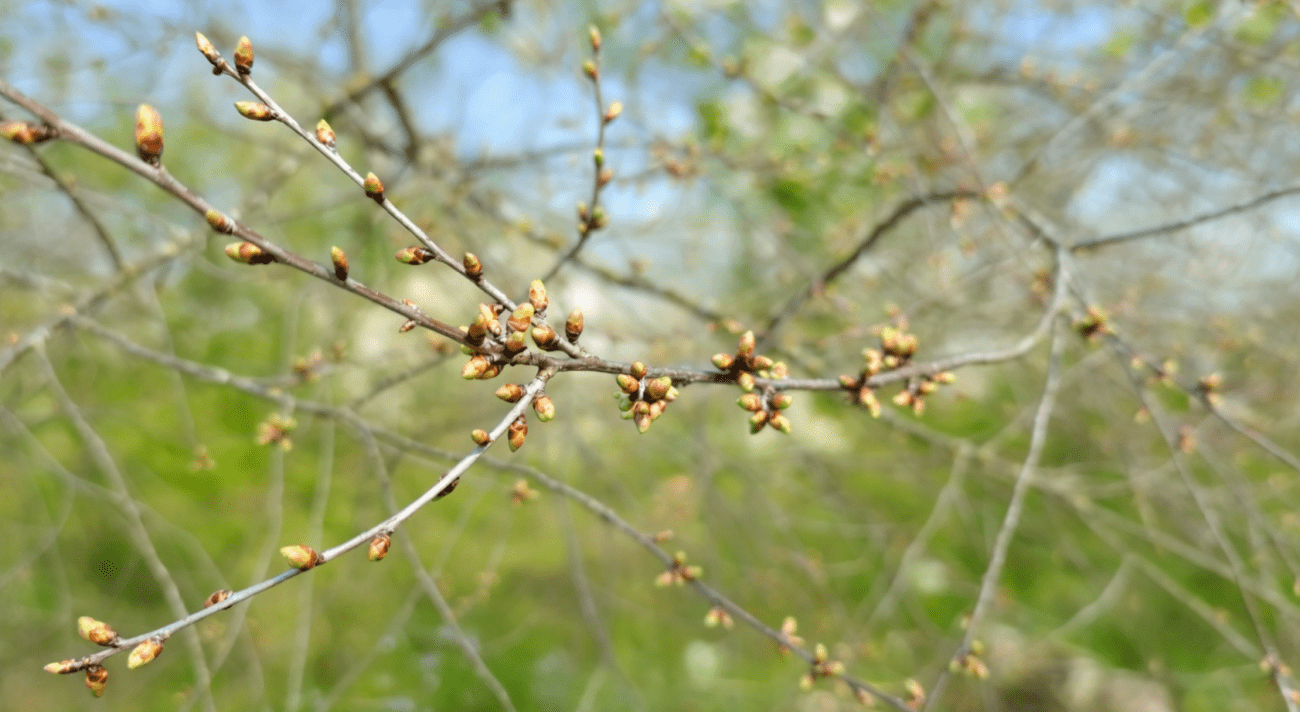 Садівники назвали найкраще весняне підживлення для потужного врожаю вишні Фото: Сенсація