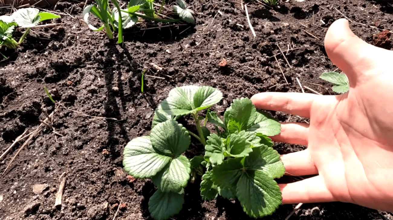 Садівники розповіли, як правильно обробити полуницю від хрущів та гнилі Фото: Ютуб-канал Наша дача!