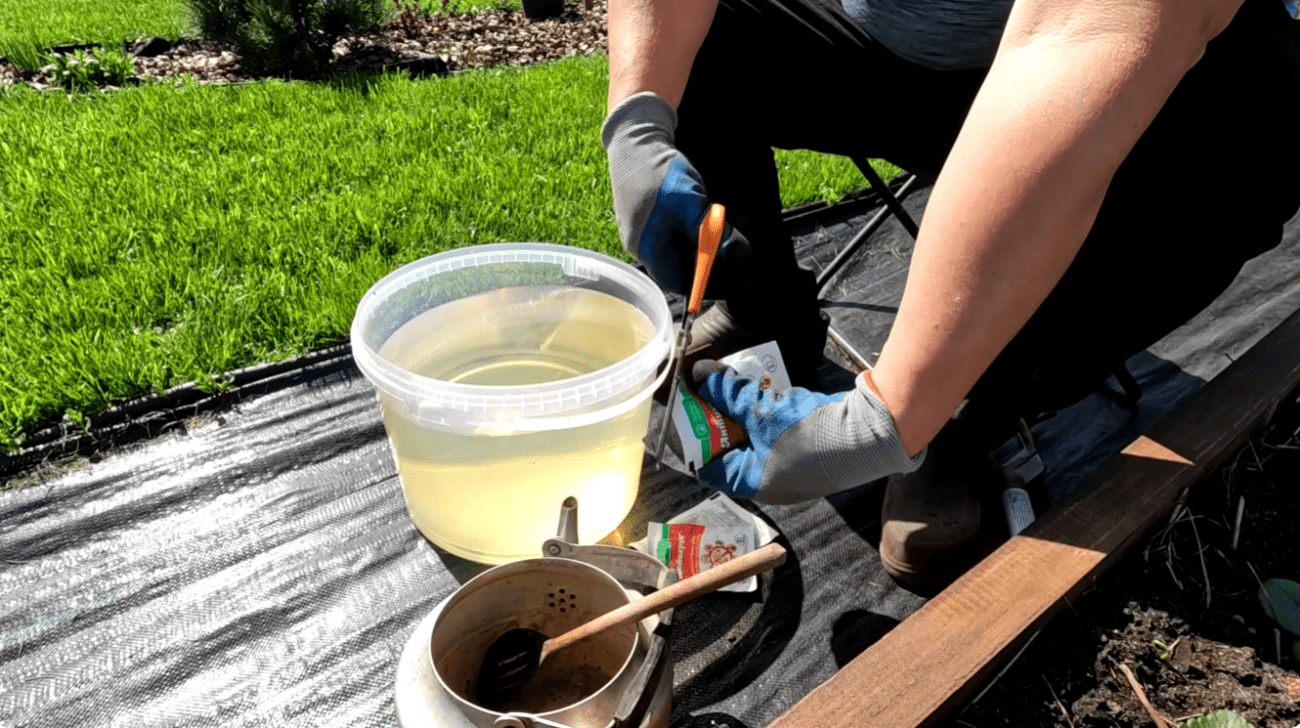 Садівники розповіли, як правильно обробити полуницю від хрущів та гнилі Фото: Ютуб-канал Наша дача!