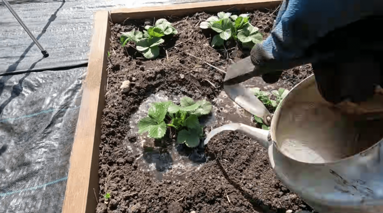 Садівники розповіли, як правильно обробити полуницю від хрущів та гнилі Фото: Ютуб-канал Наша дача!