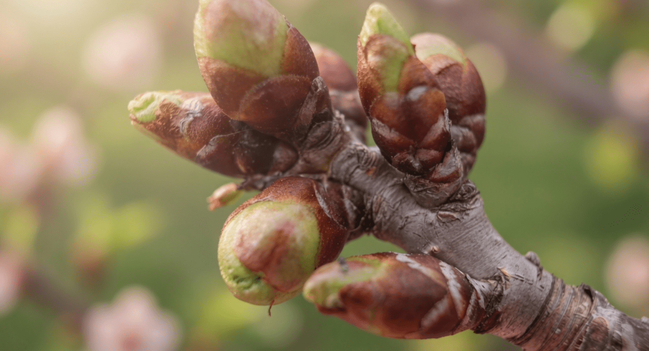 Садівники назвали 2 головні причини низького врожаю вишень Фото: Сенсація