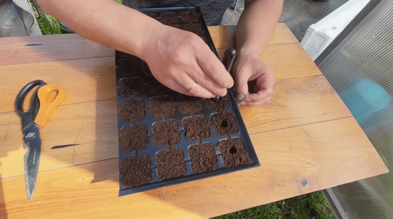 Городники розповіли, як потрібно правильно сіяти низькорослі томати у касети Фото: Ютуб-канал Наша дача
