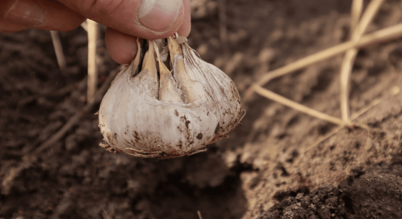 Городники розповіли, як правильно посадити часник навесні цілими головками Фото: Сенсація
