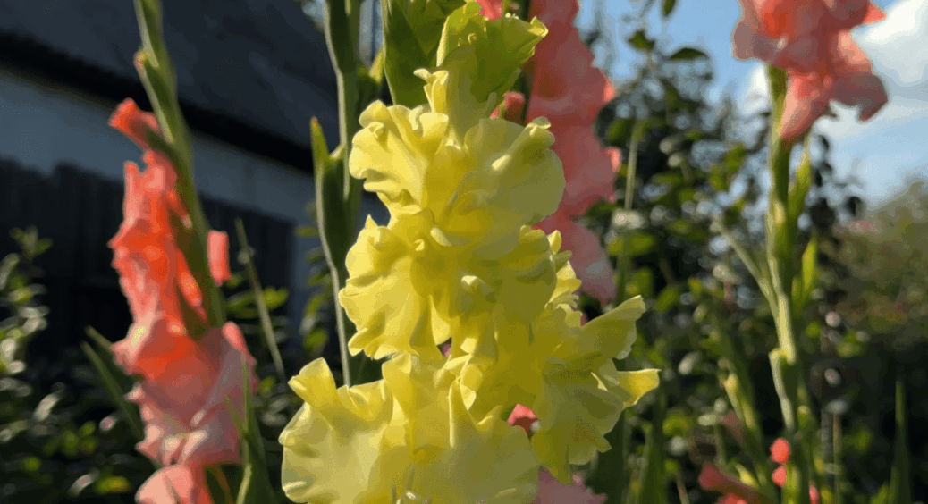 Щоб гладіолуси дали квітконоси і гарне цвітіння: як правильно все підготувати – нюанси та секрети 