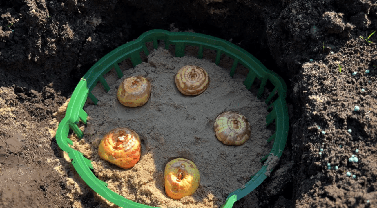 Садівники розповіли всі секрети та нюанси посадки гладіолусів Фото: скриншот Ютуб-канал Корисні Корисності