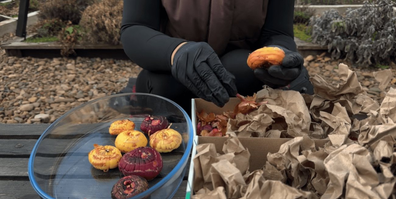Садівники розповіли всі секрети та нюанси посадки гладіолусів Фото: скриншот Ютуб-канал Корисні Корисності