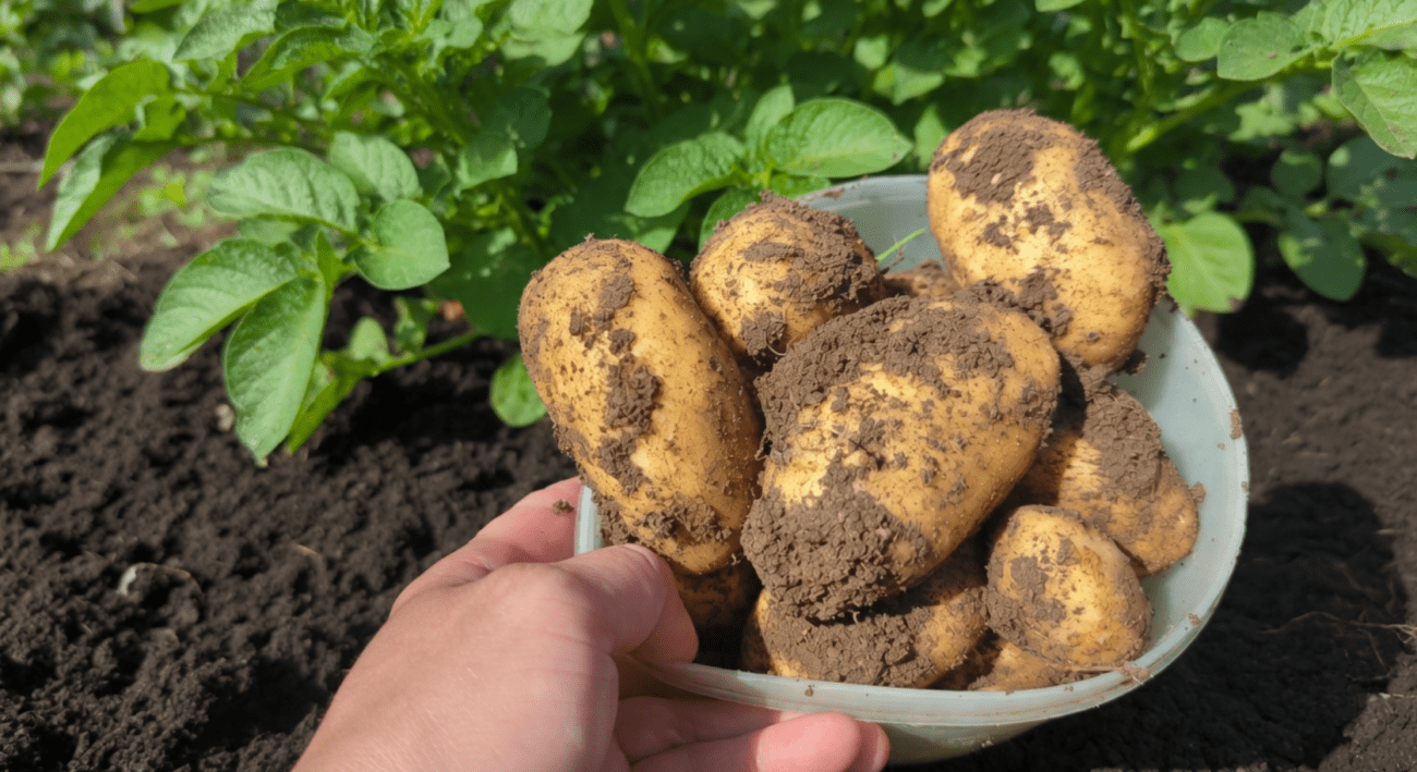 Городники розкрили 5 головних секретів великого врожаю будь-яких сортів картоплі Фото: Сенсація