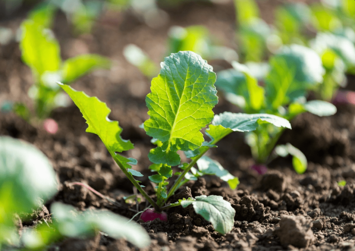 Городники розповіли, як прискорити дозрівання редиски на грядках Фото: Сенсація