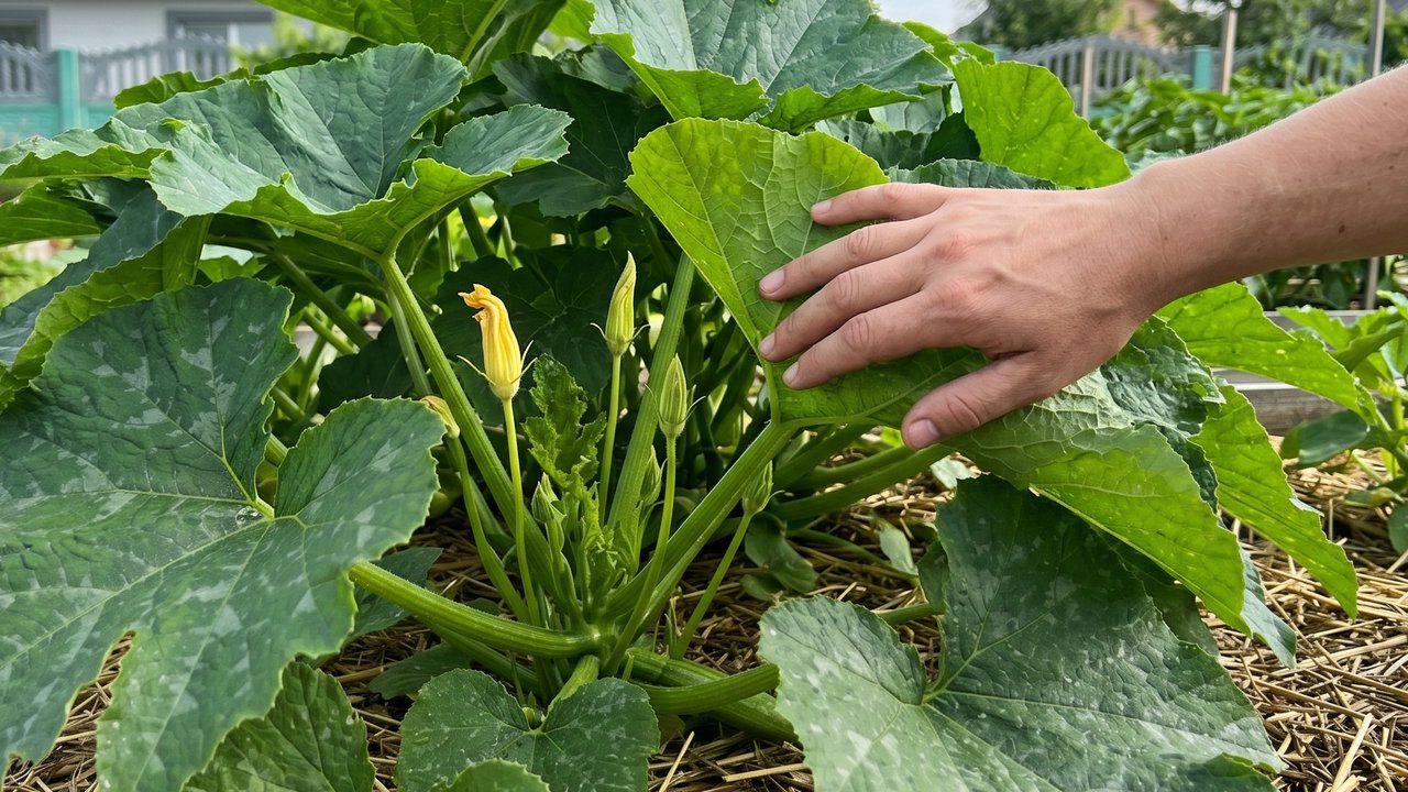 Якщо перегодувати рослину азотом, то вона дасть дуже слабкий урожай